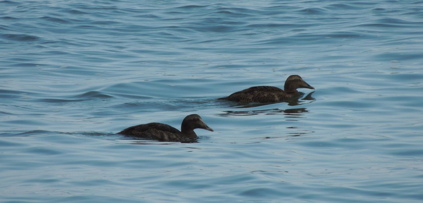 Common eiders (photo credit: Scotty Astro)