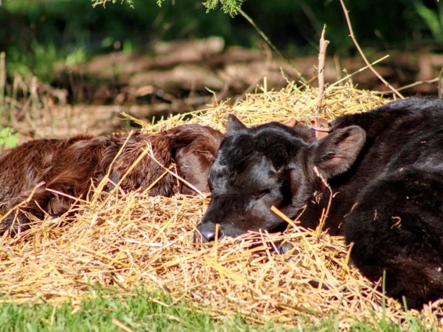 Barefoot Farm Produce